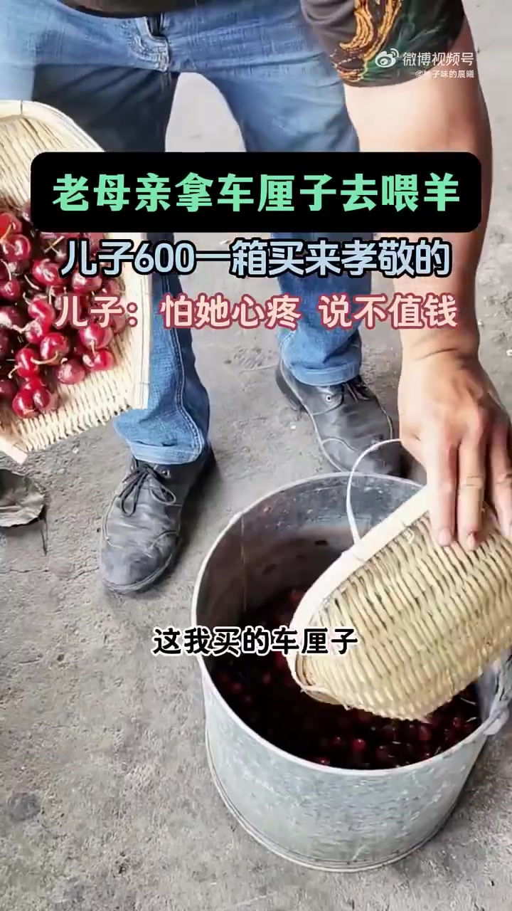 儿子怕母亲心疼，说车厘子不值钱！老母亲拿着车厘子去喂羊