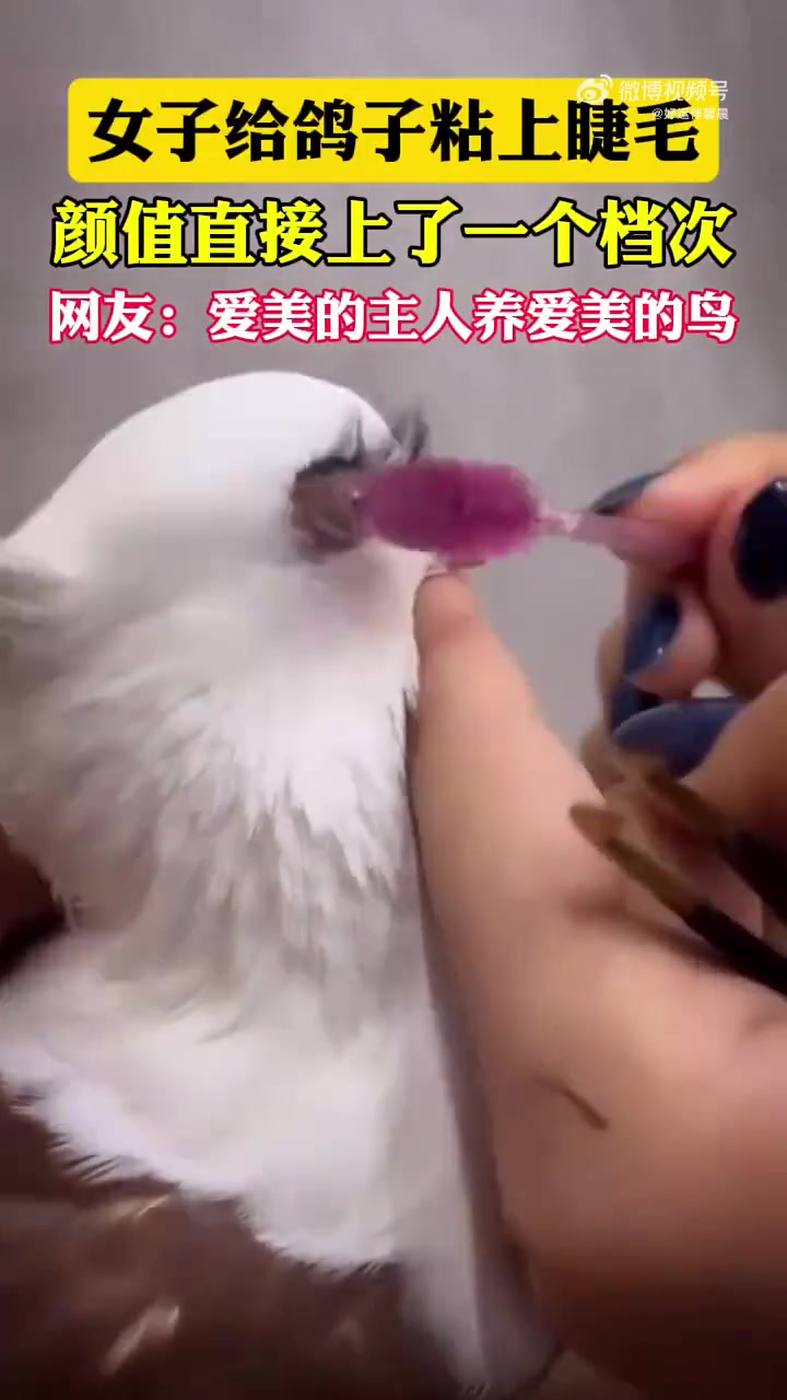 见过化妆的人，粘睫毛的鸽子你见过吗