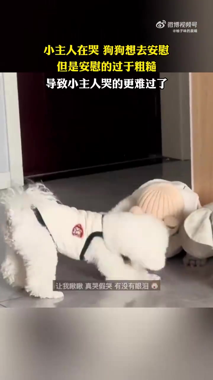 小主人在哭，狗狗想去安慰，但是安慰的过于粗糙
