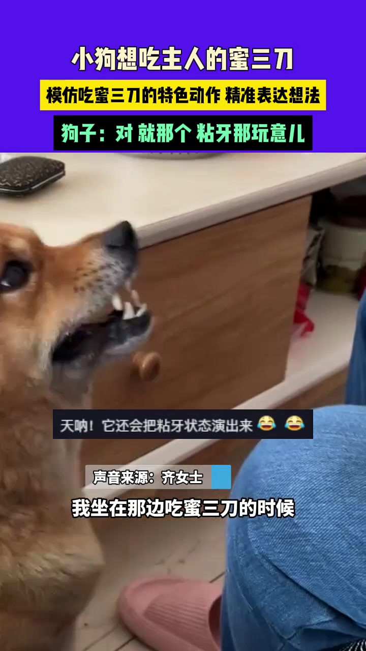 小狗想吃主人的蜜三刀，模仿吃蜜三刀的特色动作