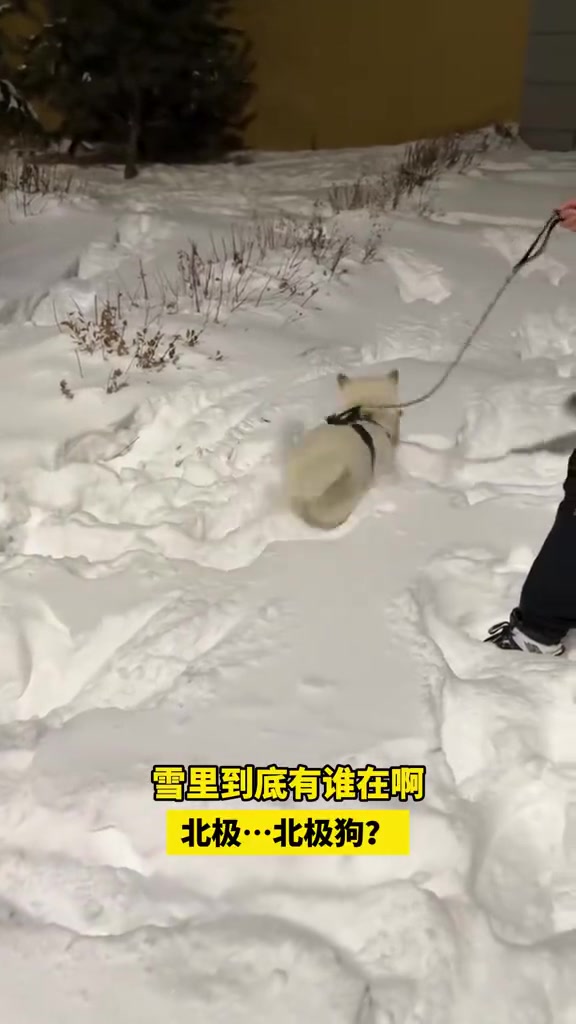 雪里到底有谁在啊难道你是传说中的北极狗