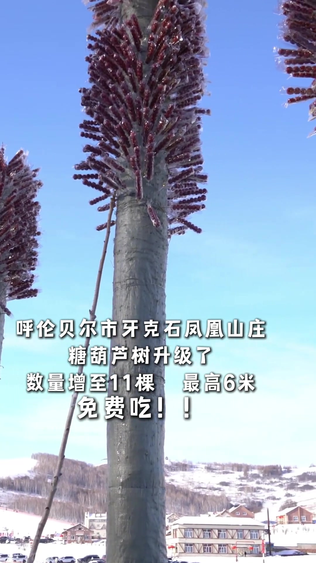呼伦贝尔市牙克石凤凰山庄糖葫芦树升级啦！！