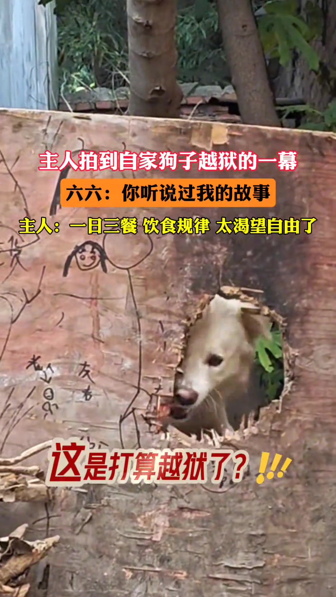 狗子越狱刚好被主人拍到全过程！