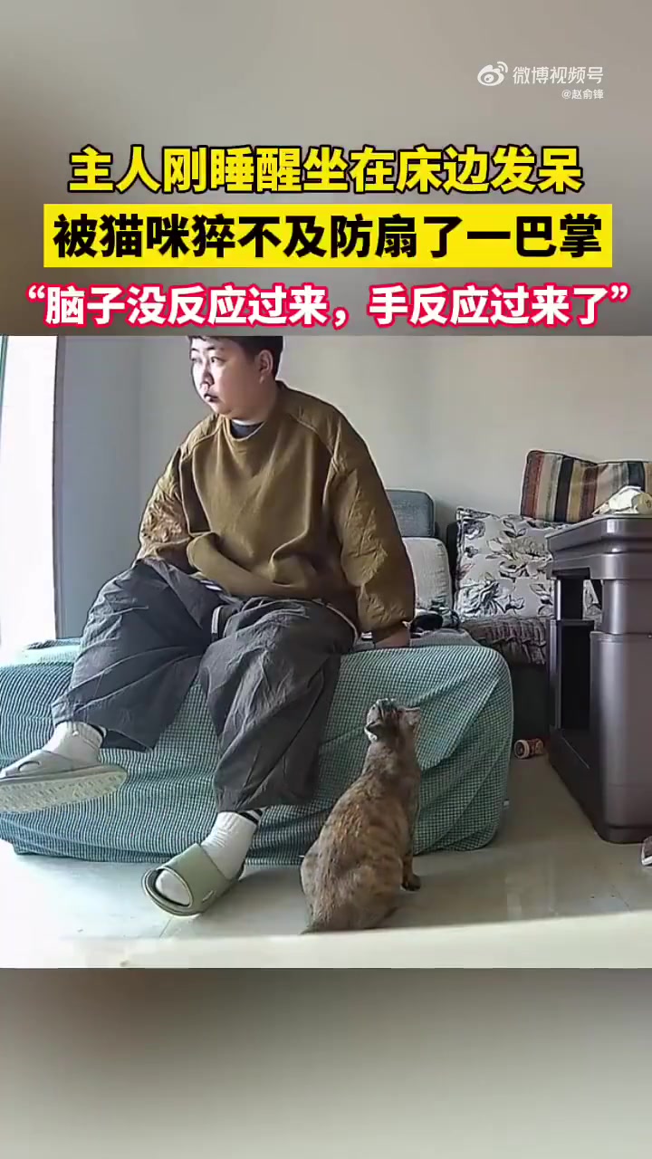 猫咪给主人一巴掌，主人的反应这么熟练，一看就是习惯了
