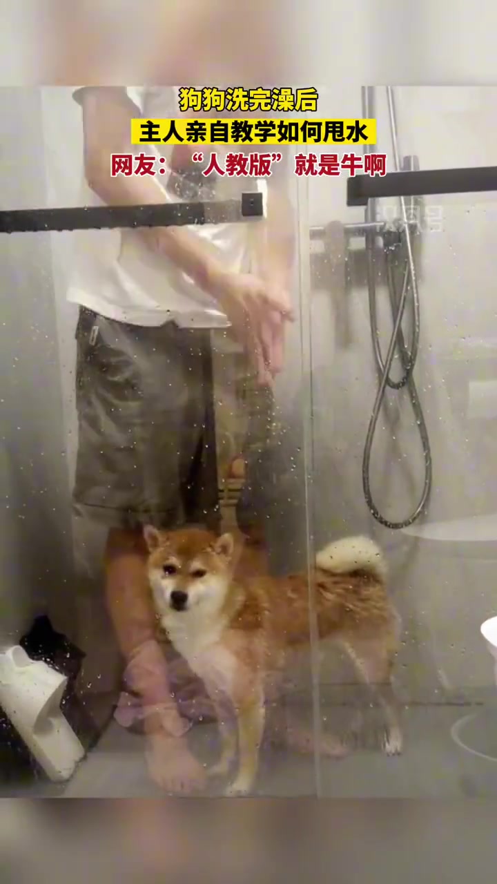 狗狗洗完澡后主人亲自教学如何甩水