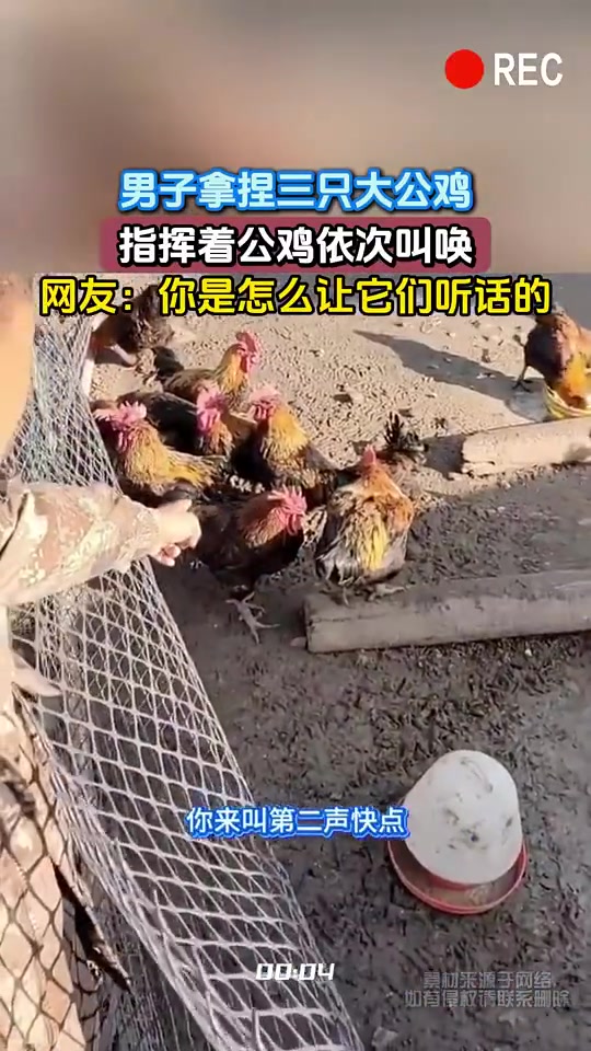 男子拿捏三只大公鸡，指挥着公鸡依次叫唤