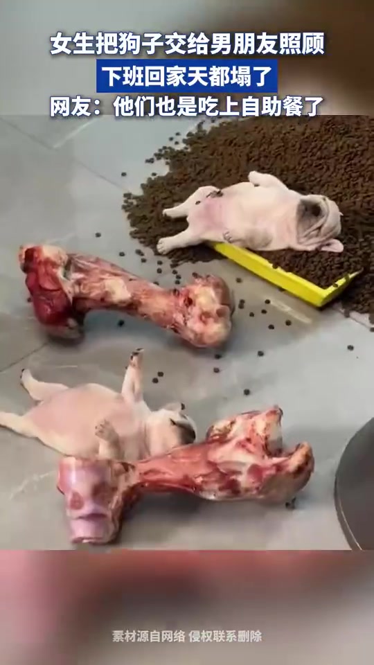 女生把狗子交给男朋友照顾，下班回家天都塌了