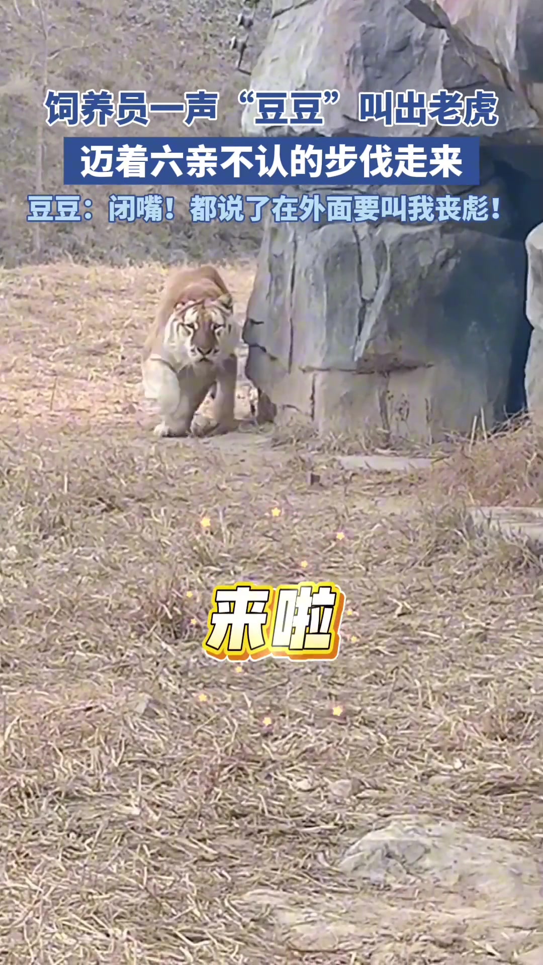 饲养员一声“豆豆”叫出老虎