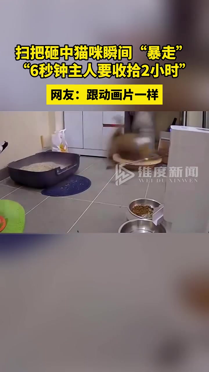 扫把砸中猫咪瞬间“暴走”，“6秒钟主人要收拾2小时”