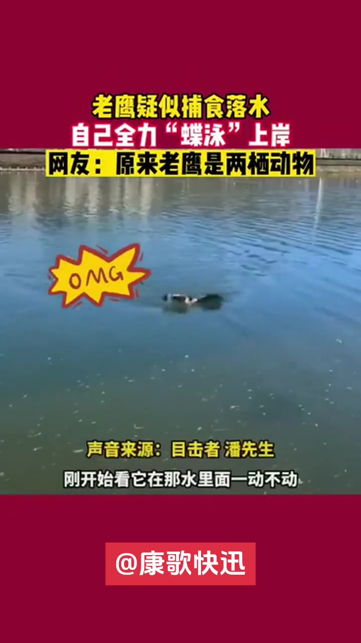 老鹰疑似捕食落水