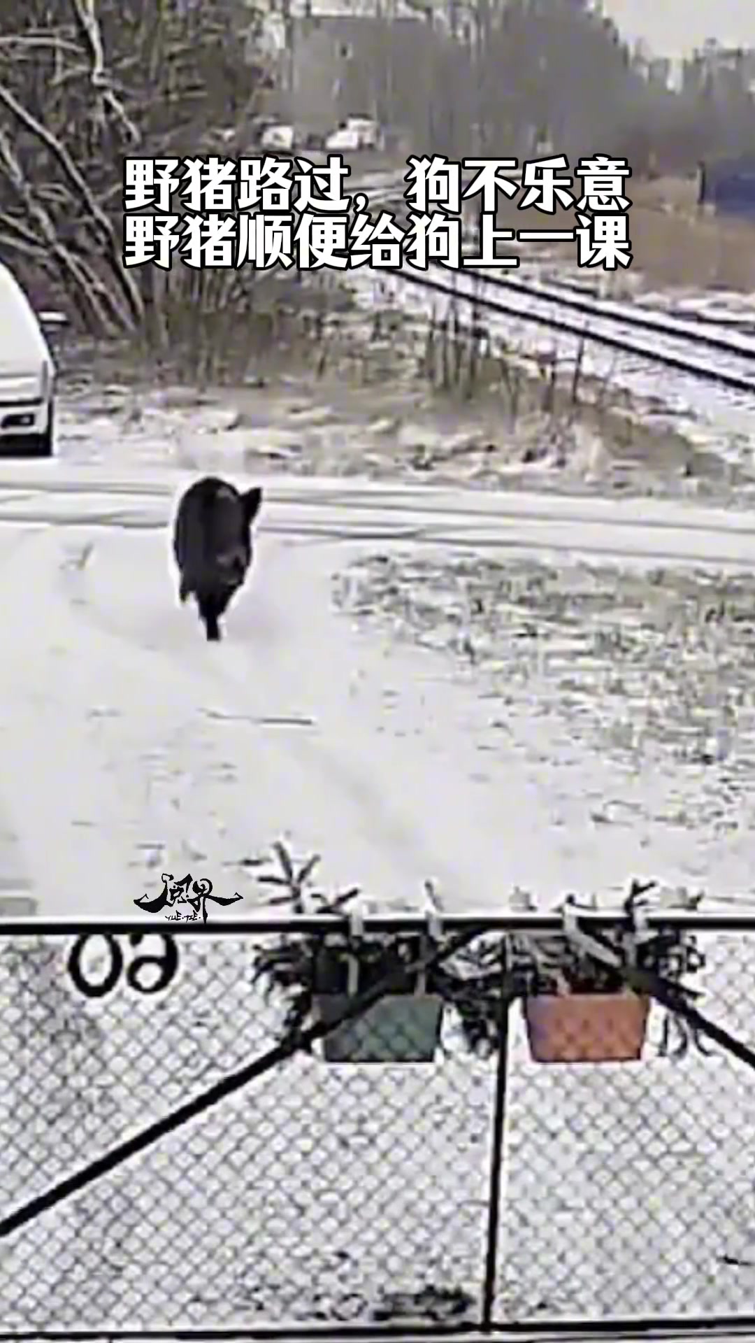 野猪路过，狗不乐意野猪顺便给狗上一课