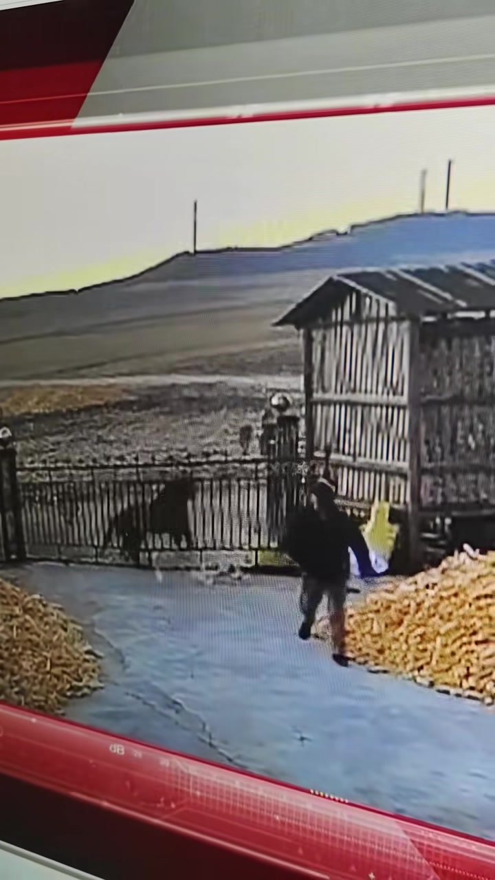 老虎这冲击力太大了，大铁门直接干开了