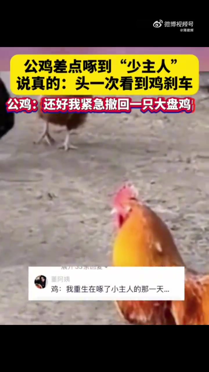 公鸡追着“少主人”跑，都快啄到了立马来个“鸡刹车”