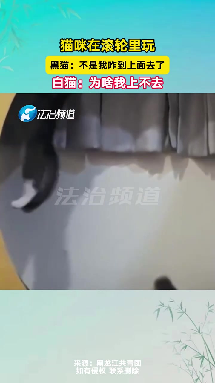 猫咪在滚轮里玩黑猫：不是我咋到上面去了