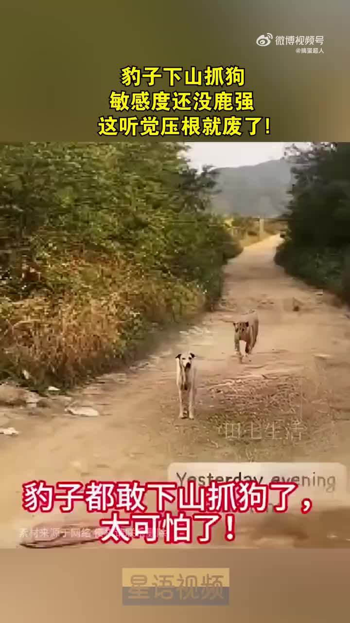 家养的狗，被娇养惯了，一点警惕性都没有