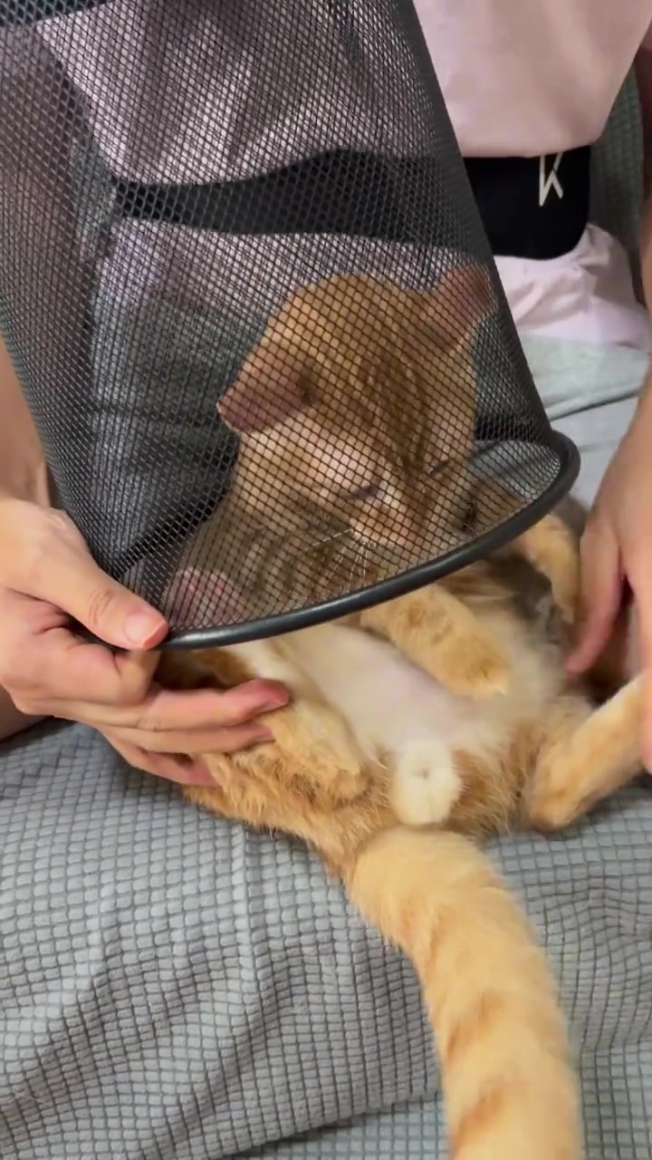 get到给小猫吹毛新方式，它竟想抱尾巴