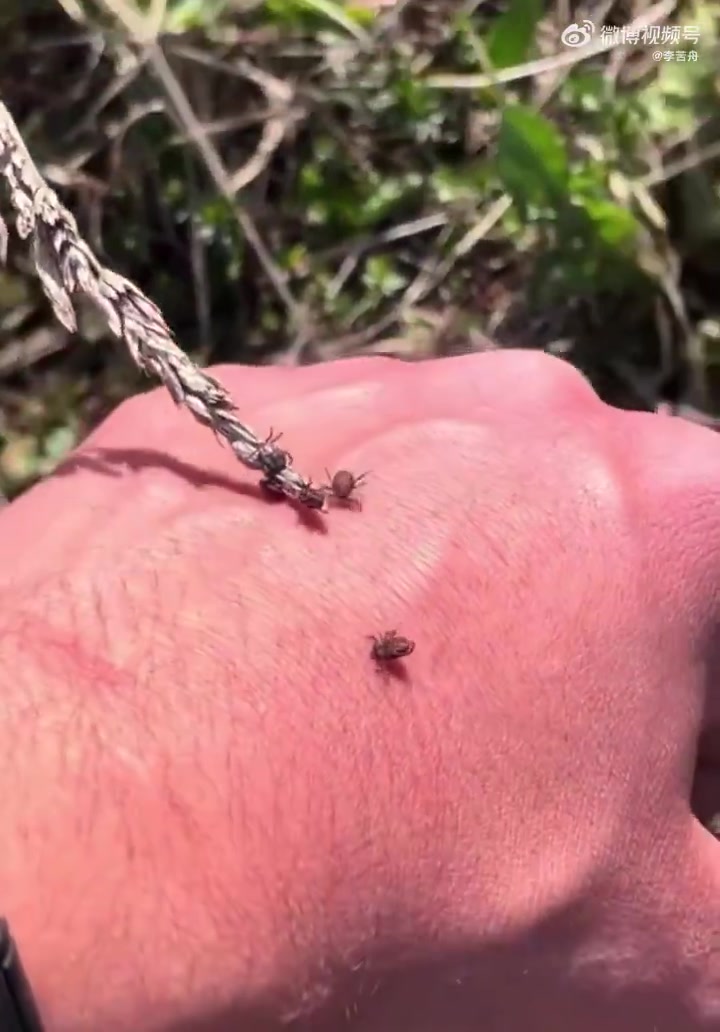 蜱虫靠伸出步足紧抓宿主皮肤或衣物吸血