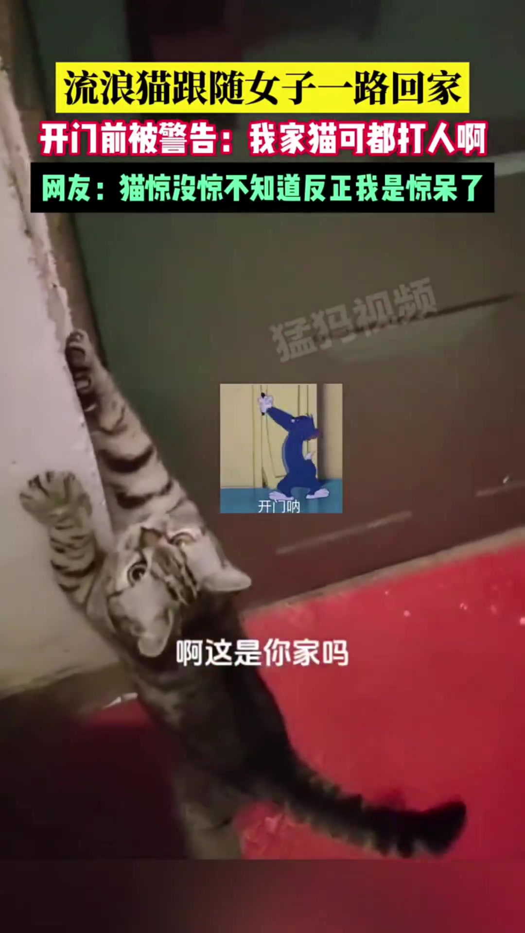 流浪猫跟随女子一路回家，开门前被警告