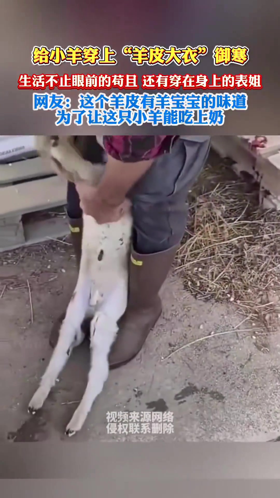 给小羊穿上“羊皮大衣”御寒