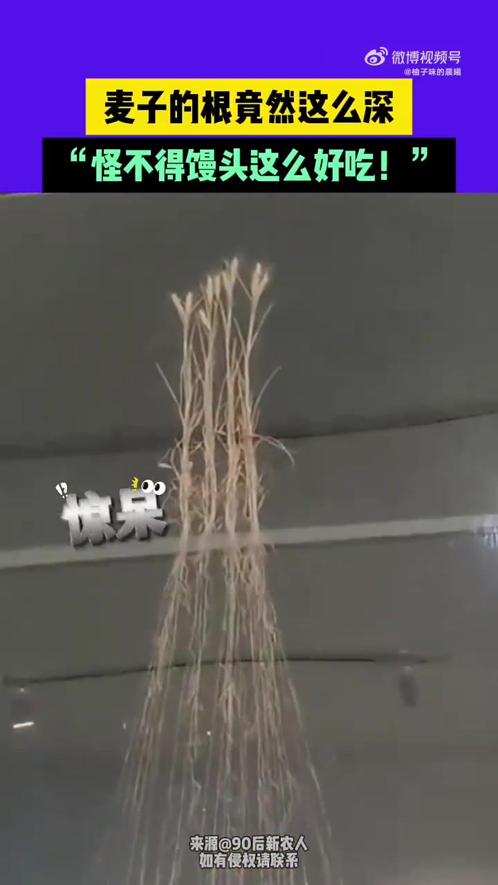 麦子的根竟然这么深，“怪不得馒头这么好吃！”