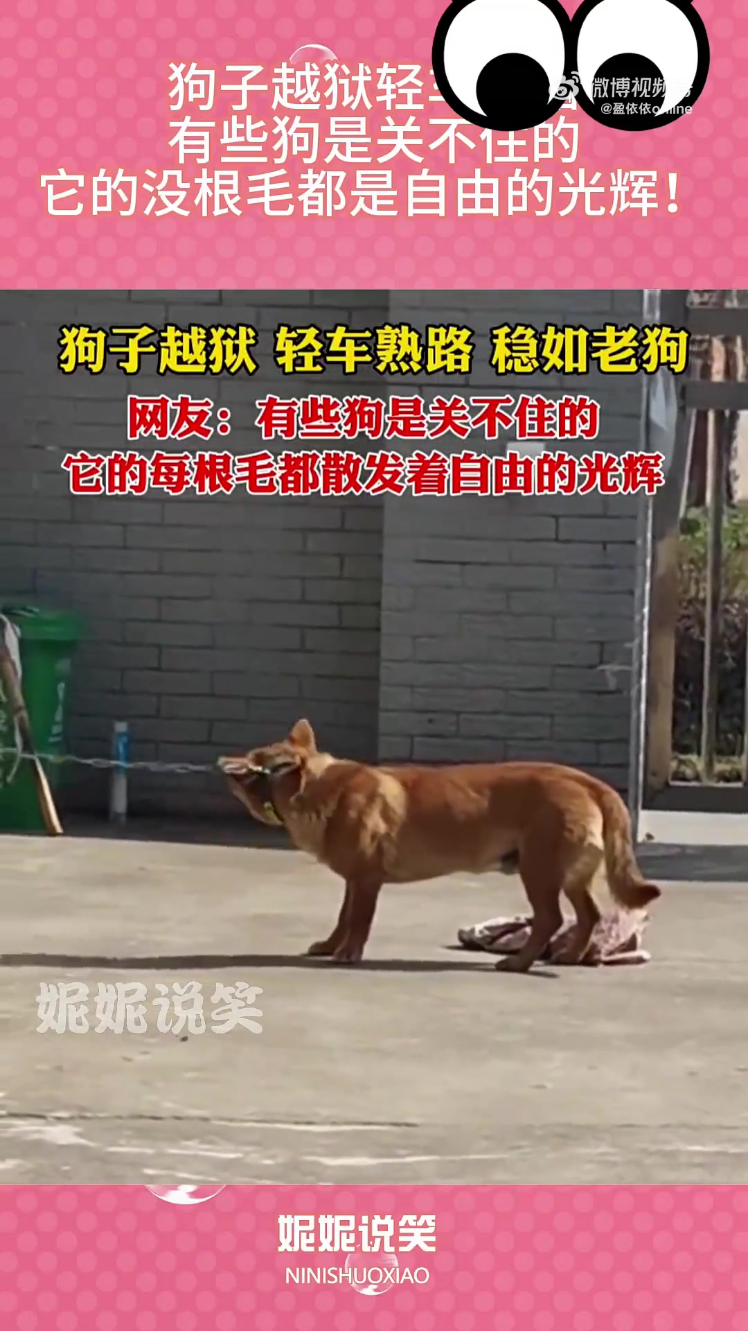 狗子越狱轻车熟路，有些狗是关不住的，它的毛都是自由的光辉！