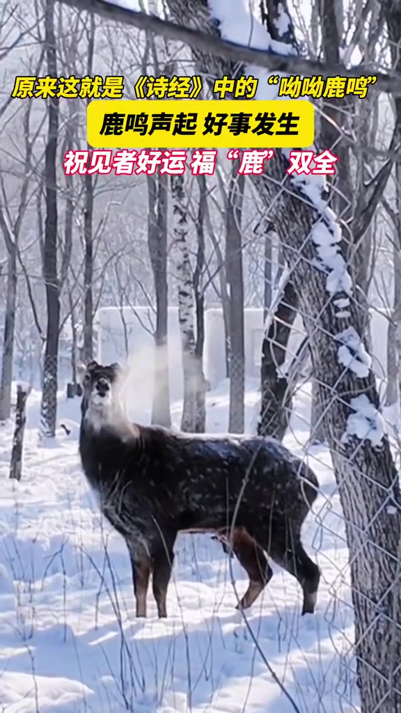 原来这就是《诗经》中的“呦呦鹿鸣”！