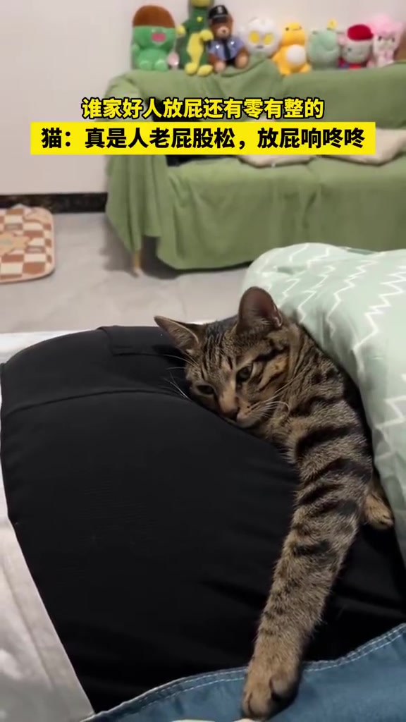 猫咪：谁家好人放屁还有零有整的