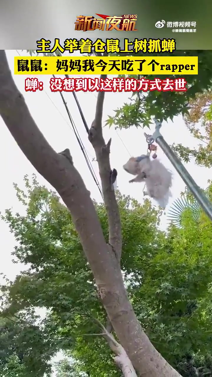 主人带仓鼠上树抓蝉，鼠：我吃了个rapper，蝉：以这样方式去世
