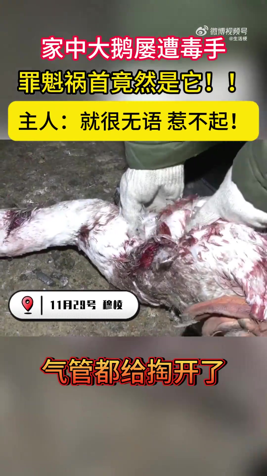 家中大鹅屡遭毒手，罪魁祸首竟然是这个动物