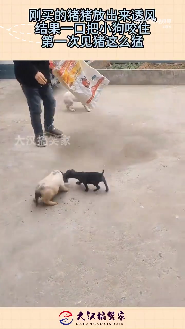 狗都知道猪耳朵好吃
