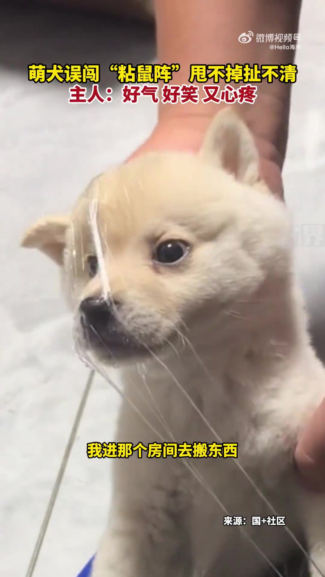 萌犬误闯“粘鼠阵”甩不掉扯不清主人：好气好笑又心疼
