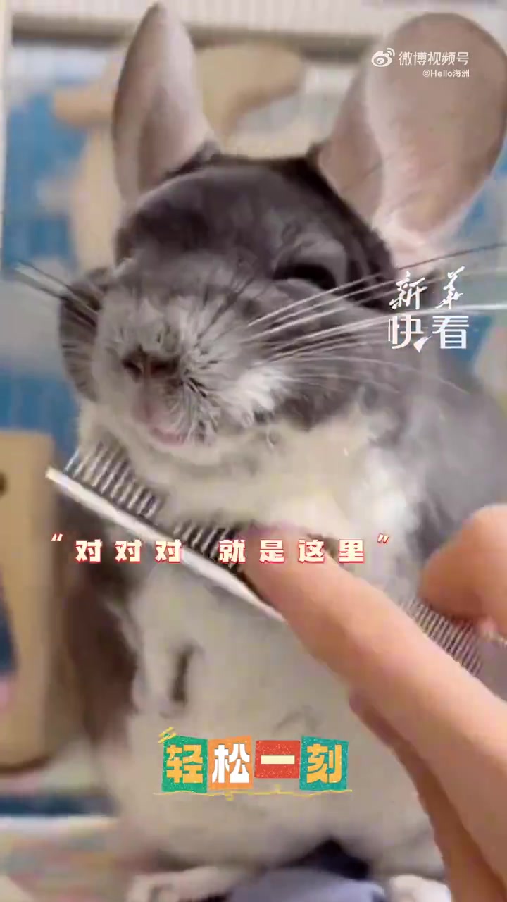 肉眼可见的开心！龙猫梳毛发笑得好可爱