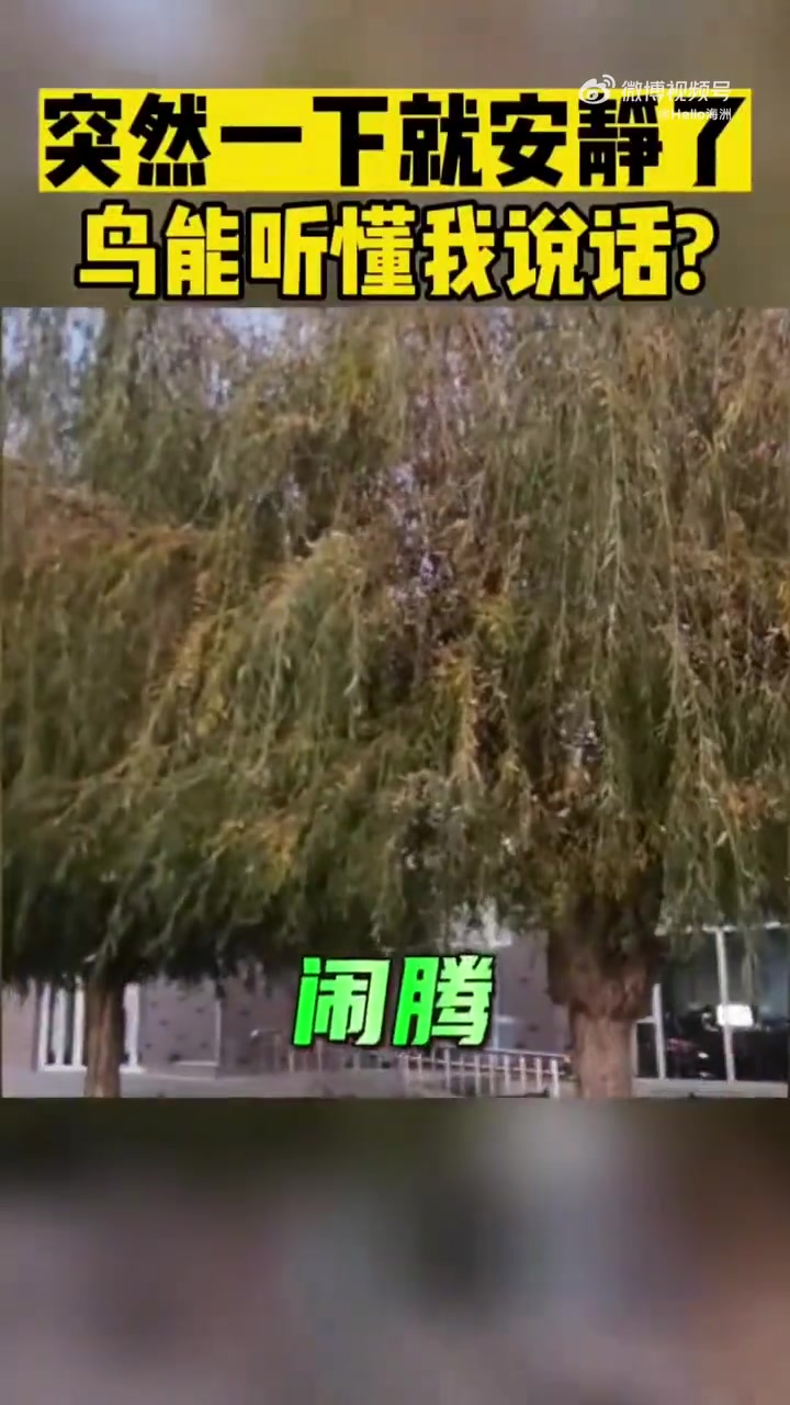 突然一下就安静了鸟能听懂我说话
