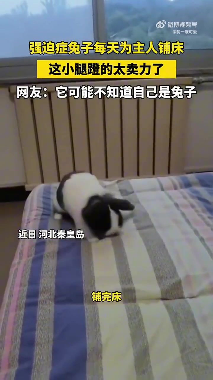 强迫症的兔子每日为主人铺床，那小腿蹬得可真够卖力！