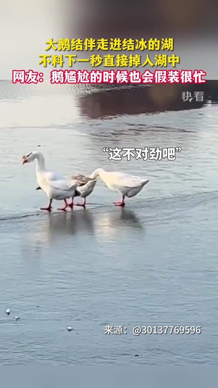 网友：所有物种尴尬的时候都会假装很忙！