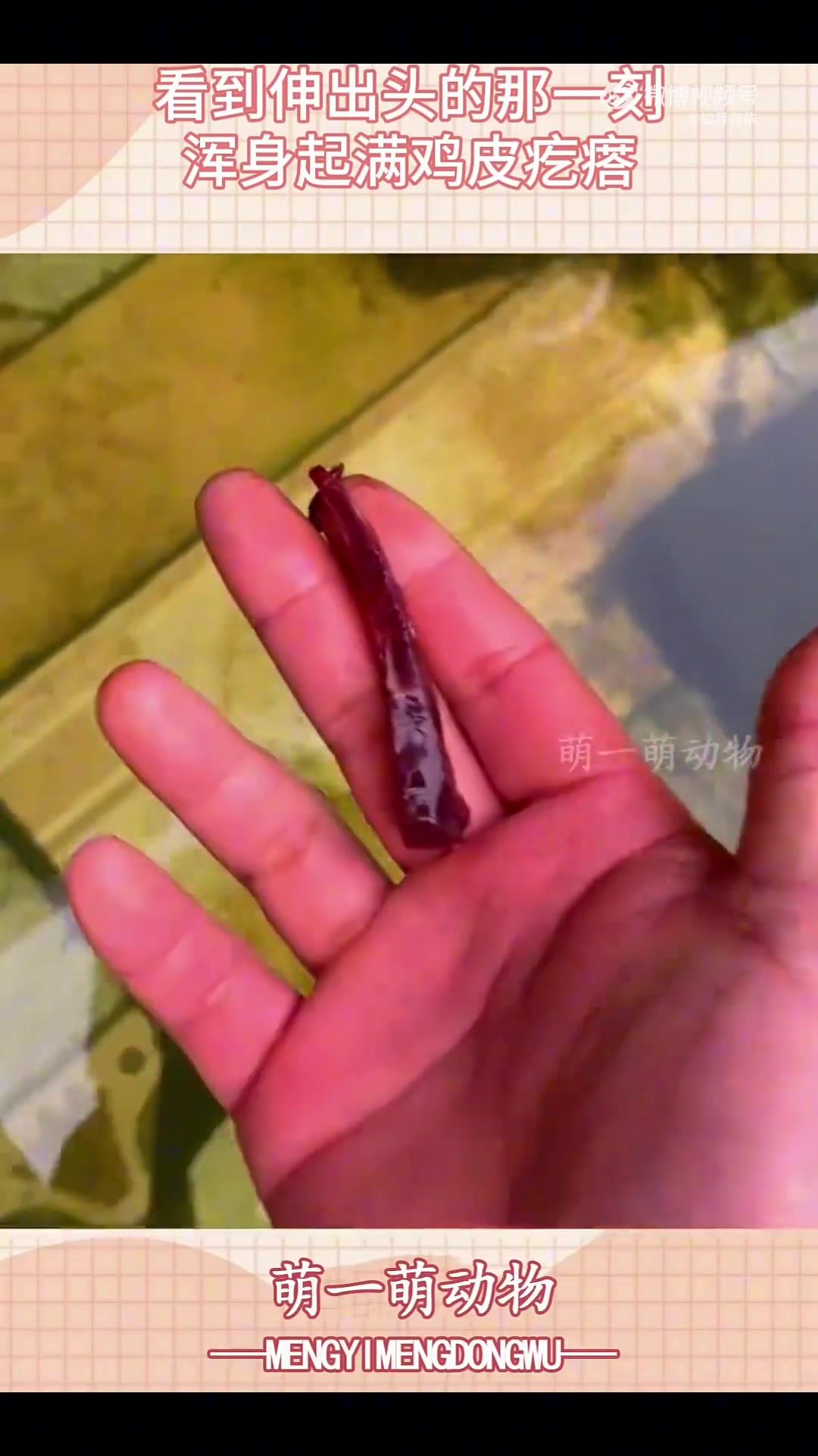 大哥亲手养大的宠物，看到伸出头的那一刻，浑身起满鸡皮疙瘩