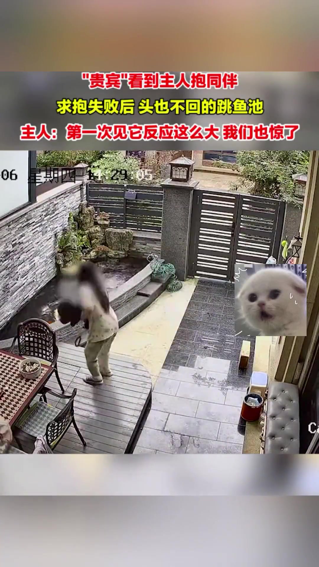 吃醋！“贵宾”看到主人抱同伴，求抱失败后，直接跳水！