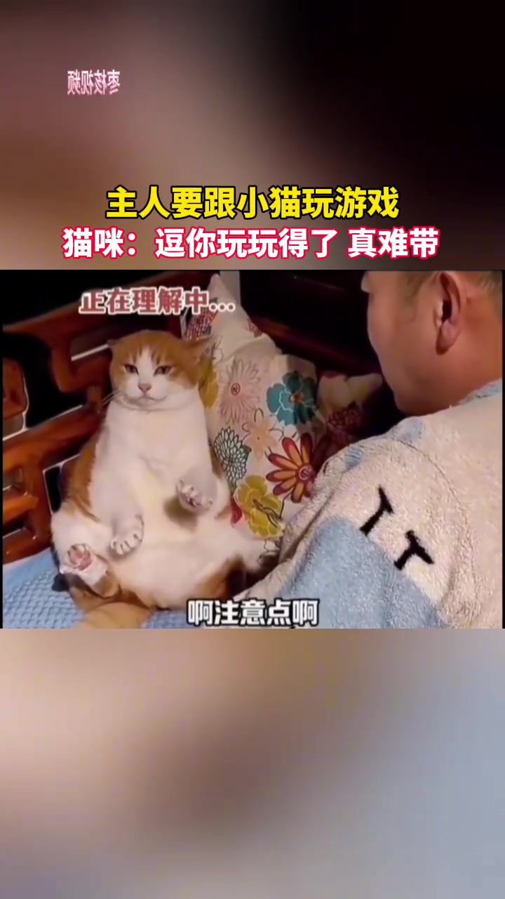 猫咪：逗他玩玩得了真难带