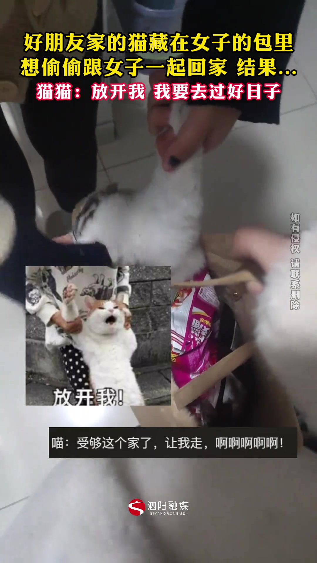 好朋友家的猫藏在女子的包里想偷偷跟女子回家结果...
