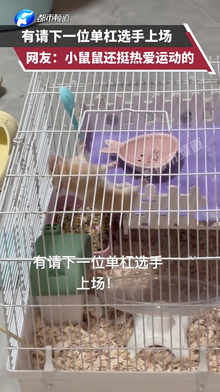 有请下一位单杠选手上场，网友：小鼠鼠还挺热爱运动的
