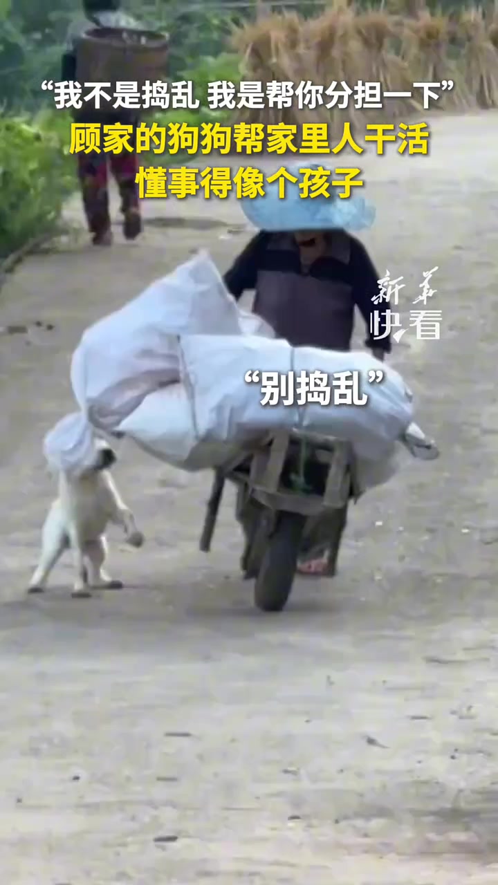 “我不是捣乱，我是帮你分担一下”，顾家的狗狗帮家里人干活