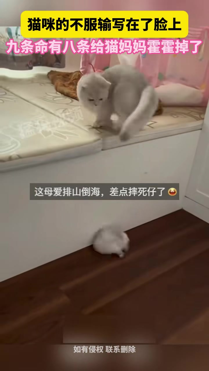 九条命有八条给猫妈妈霍霍掉了