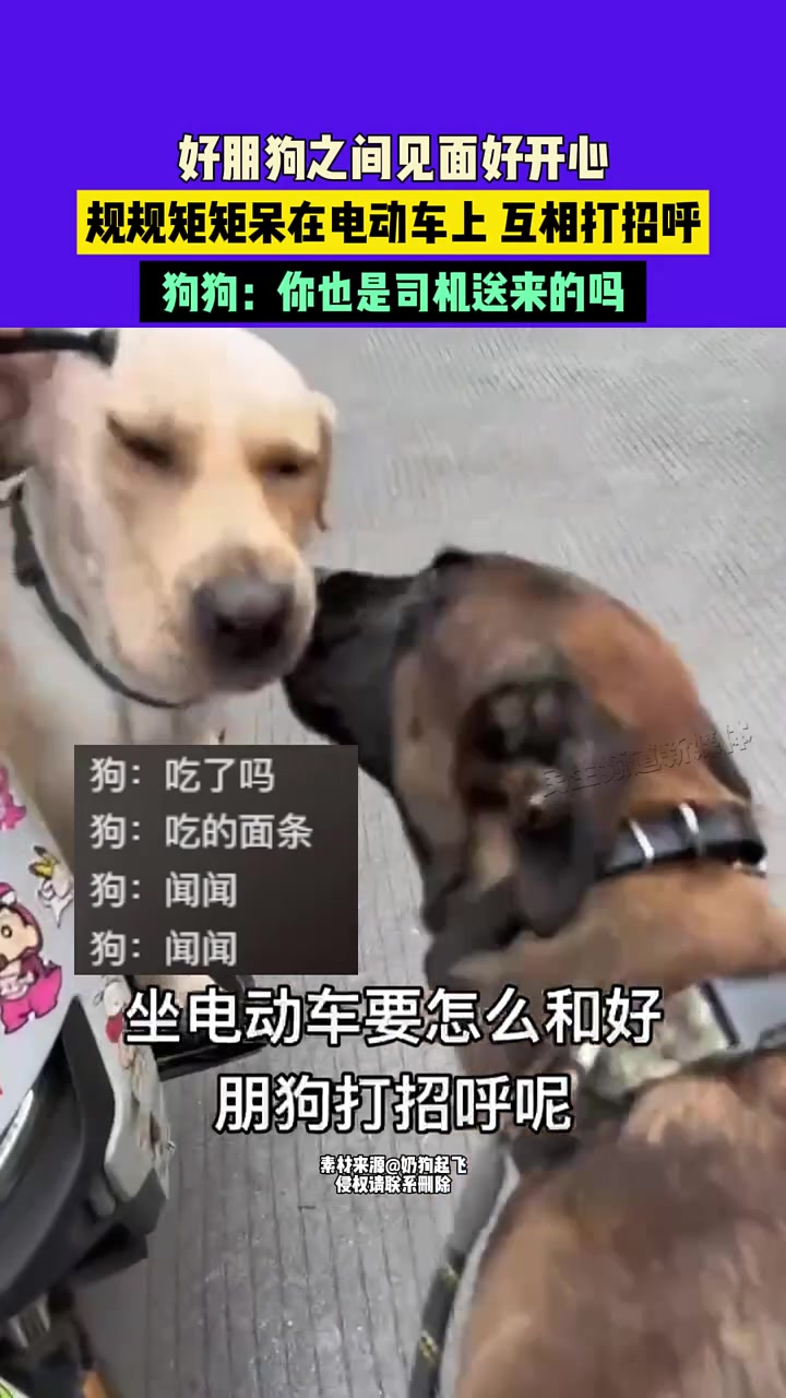 好朋狗之间见面好开心，规规矩矩呆在电动车上互相打招呼