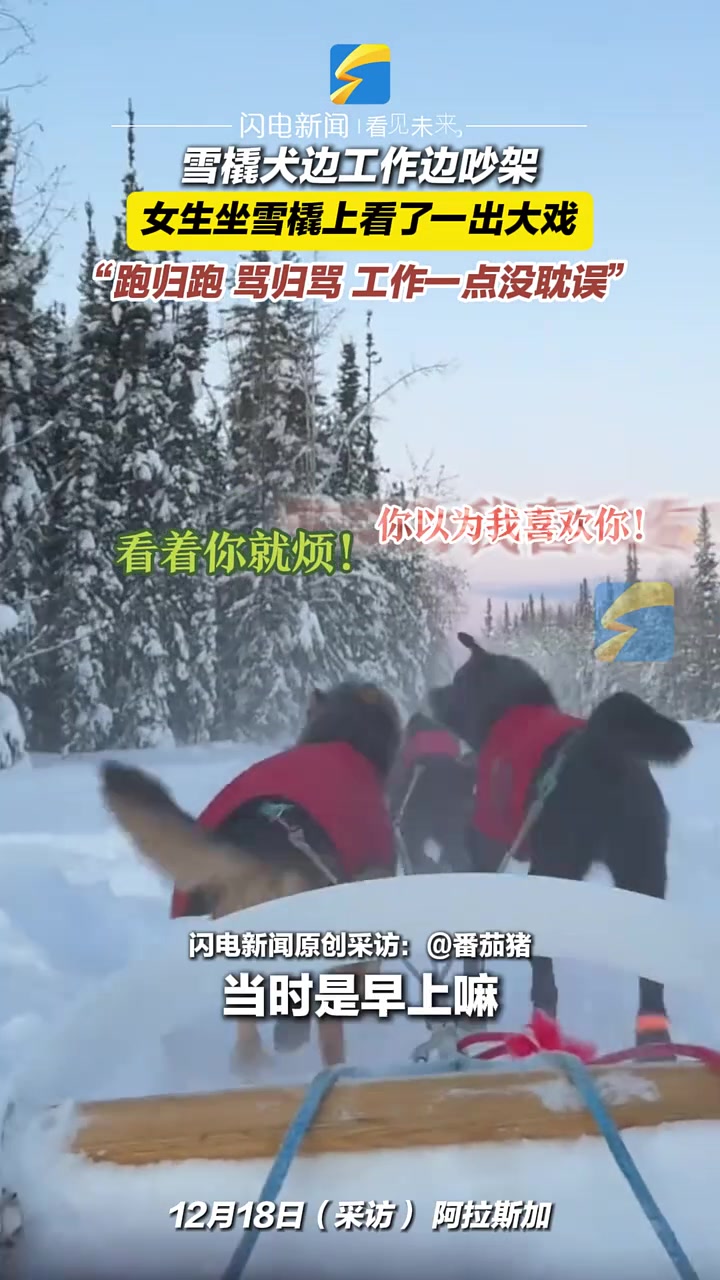 雪橇犬边工作边吵架女生坐雪橇上看了一出大戏