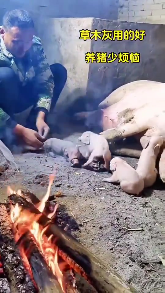 我还以为要烤猪