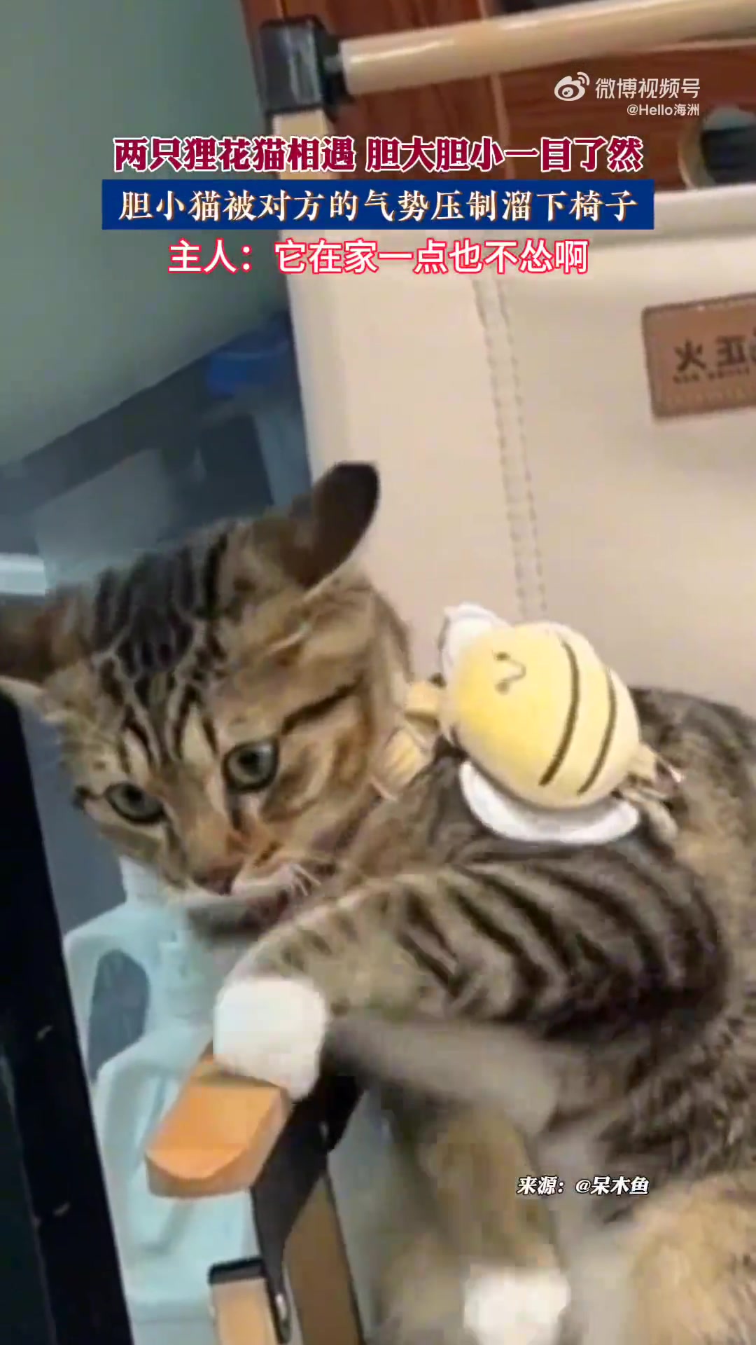 两只狸花猫相遇，胆大胆小一目了然