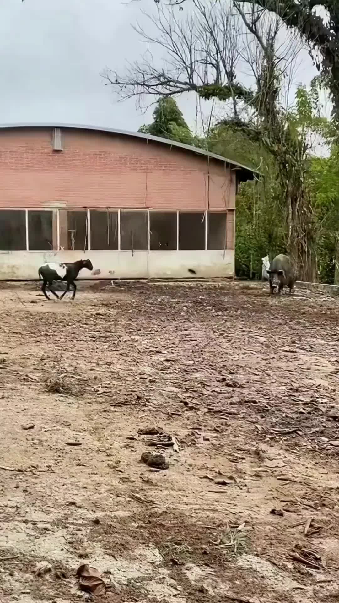 羊顶天和二师兄在相互切搓！