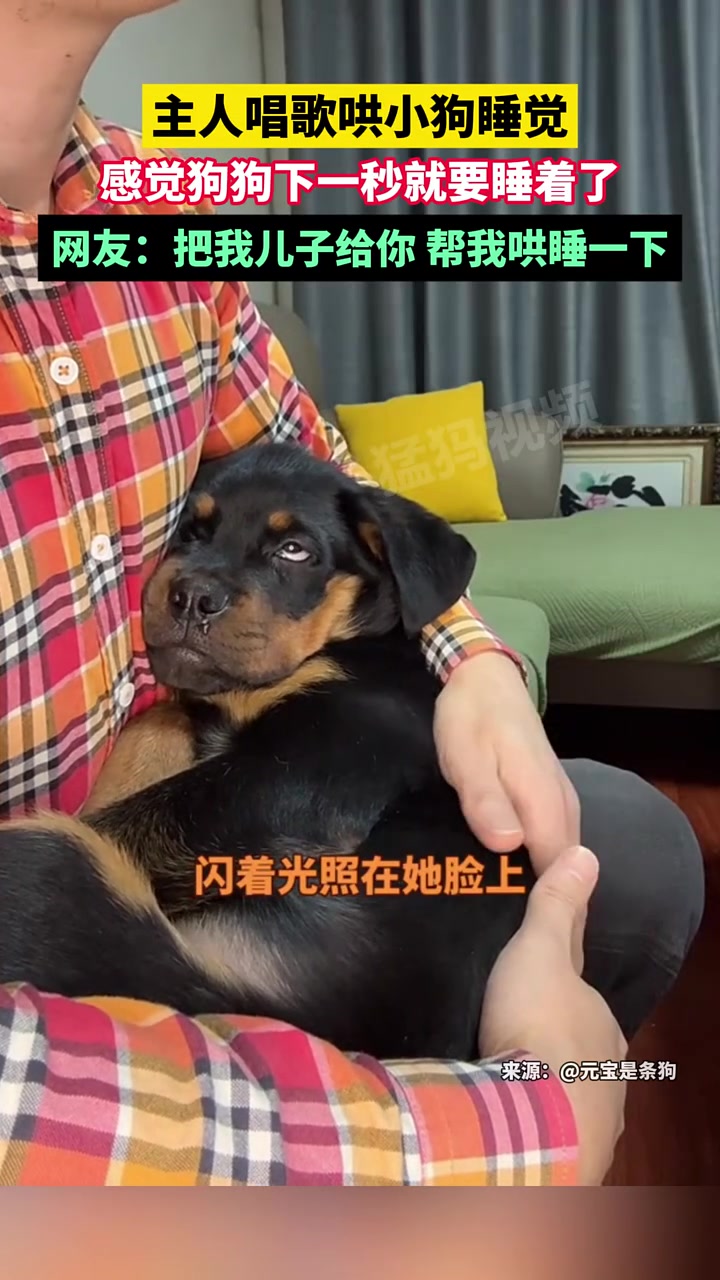 主人唱歌哄小狗睡觉，感觉狗狗下一秒就要睡着了