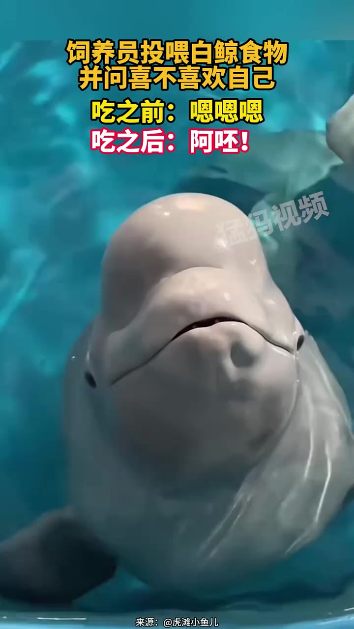 饲养员投喂白鲸食物并问喜不喜欢自己吃之前：嗯嗯吃之后：阿呸！