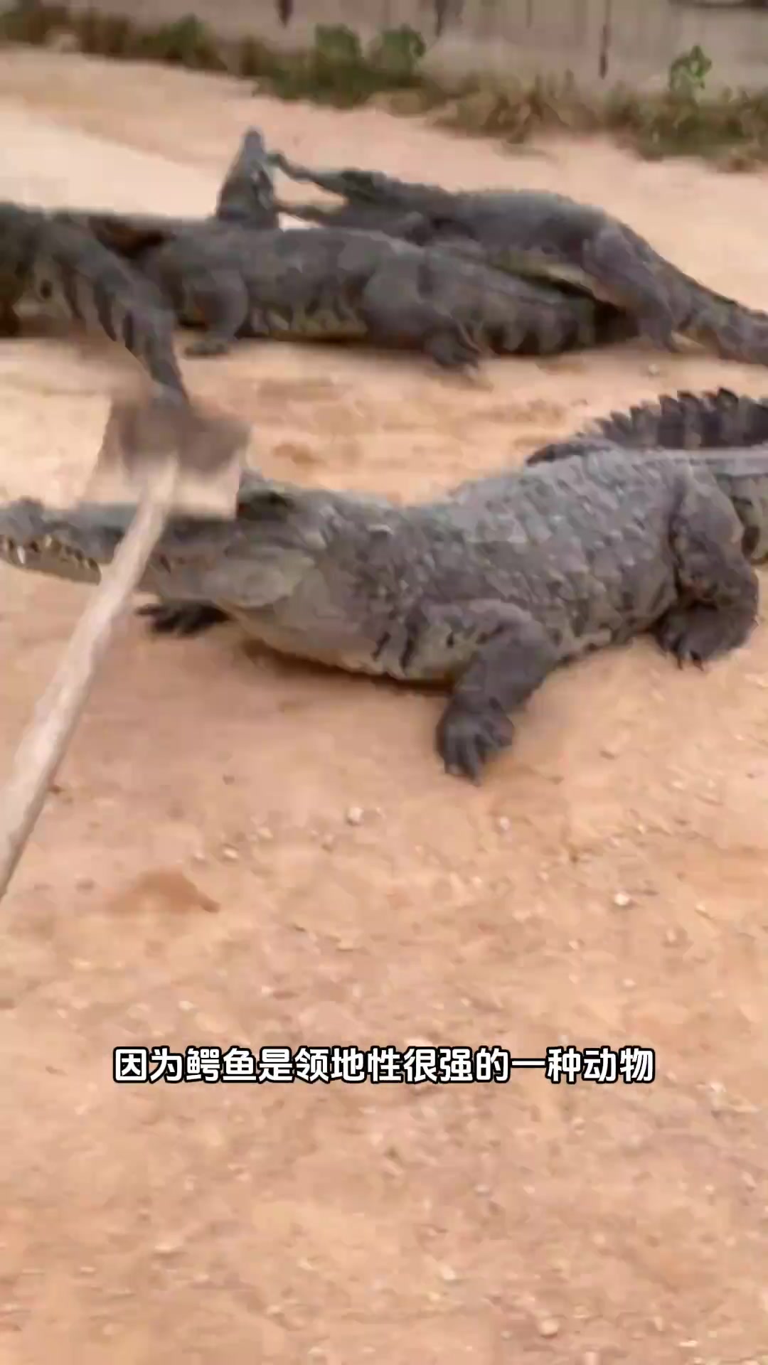 饲养员为何赶鳄鱼下水